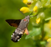 Kolibrievlinder 2- 09